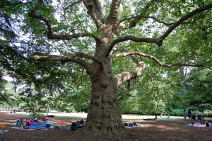 公園の大木